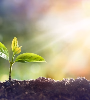 A young plant symbolizes sustainable growth and development.