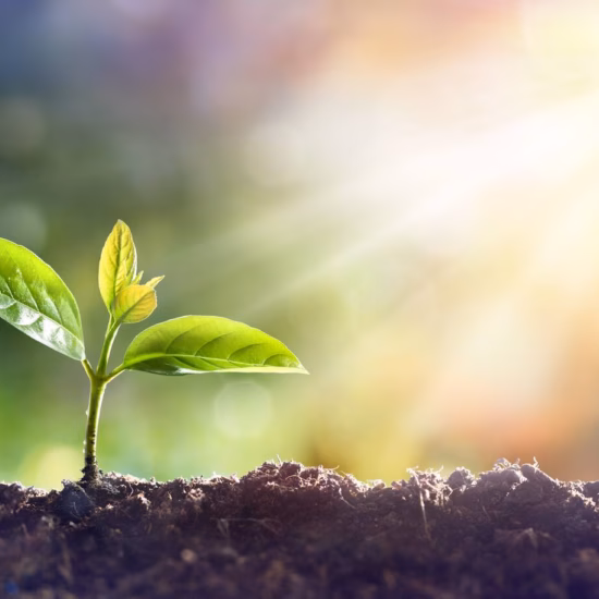 A young plant symbolizes sustainable growth and development.