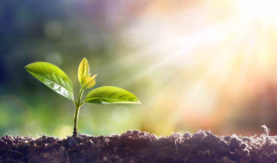 A young plant symbolizes sustainable growth and development.