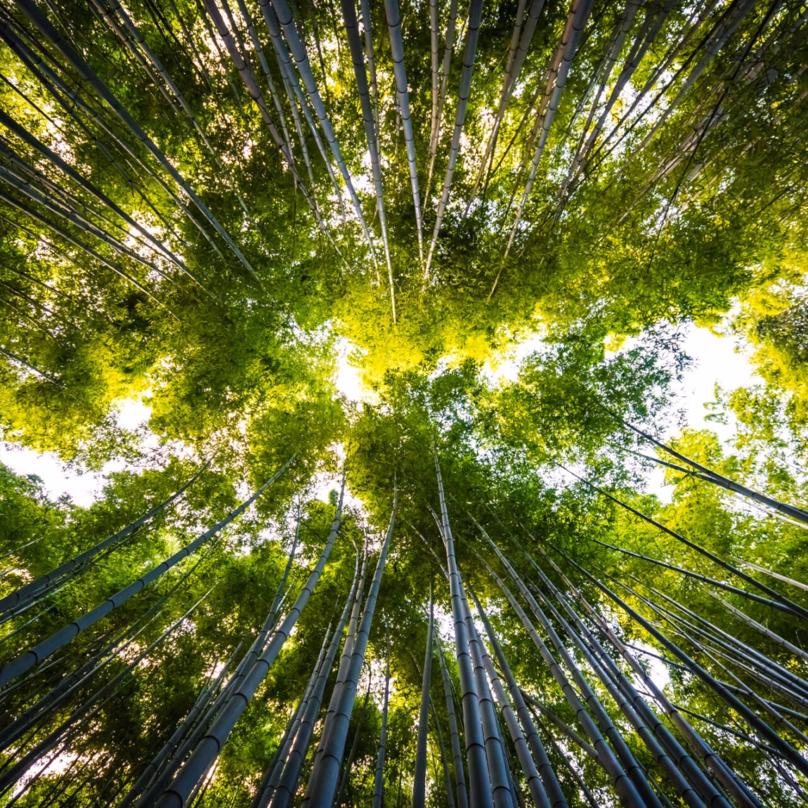 Beautiful landscape of bamboo grove in the forest at Arashiyama Kyoto Japan