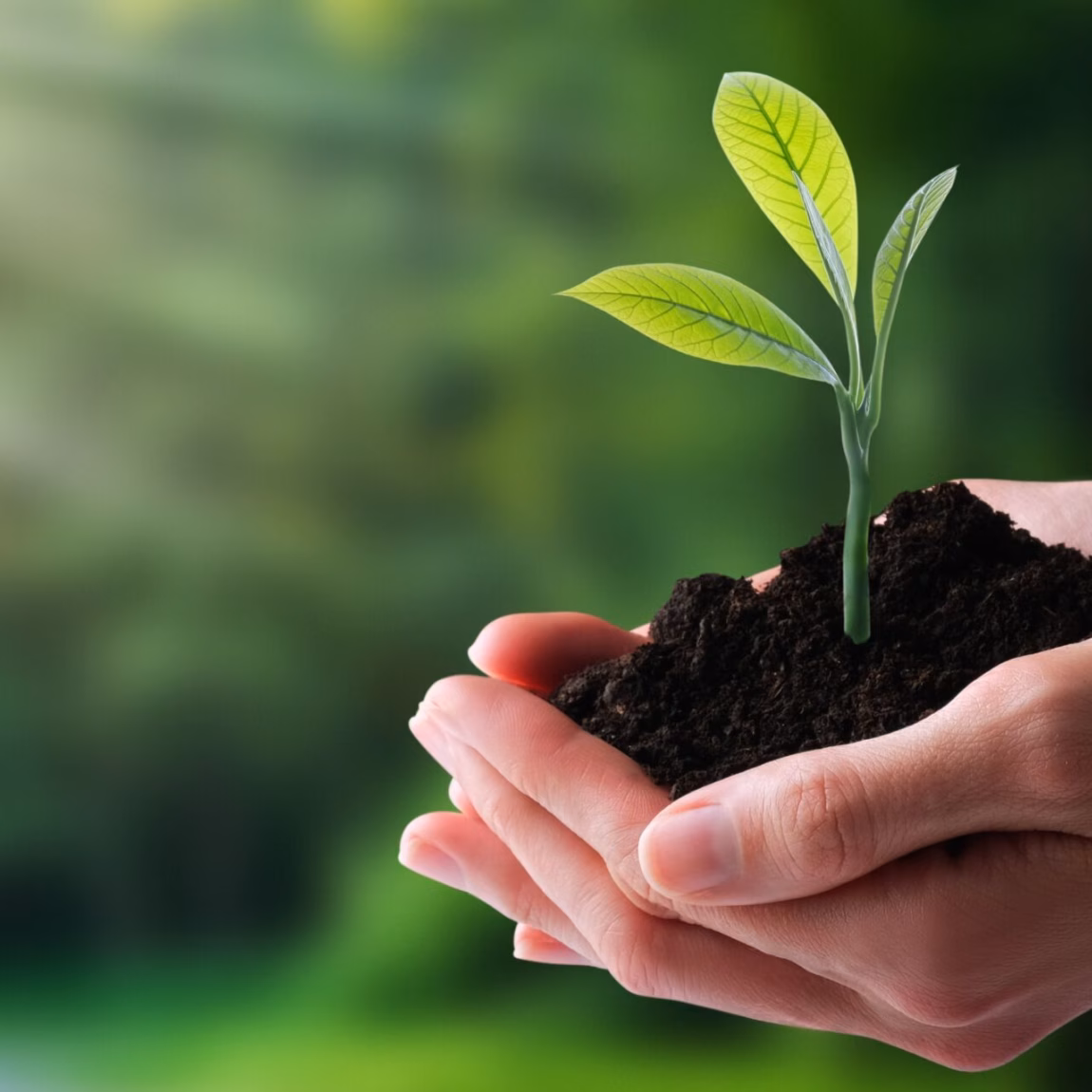 A young plant is held in one’s hands, symbolizing sustainable development and the responsible use of natural resources.