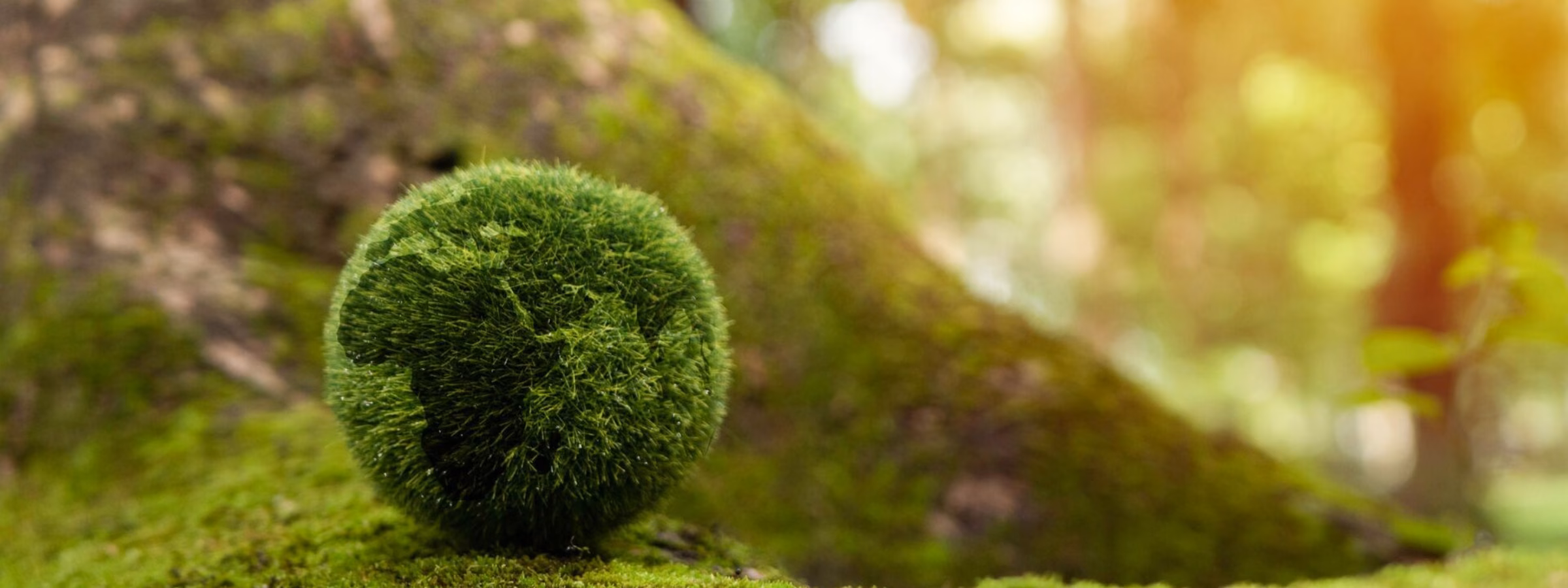 A moss-covered sphere lies on a forest floor, representing nature and sustainability.