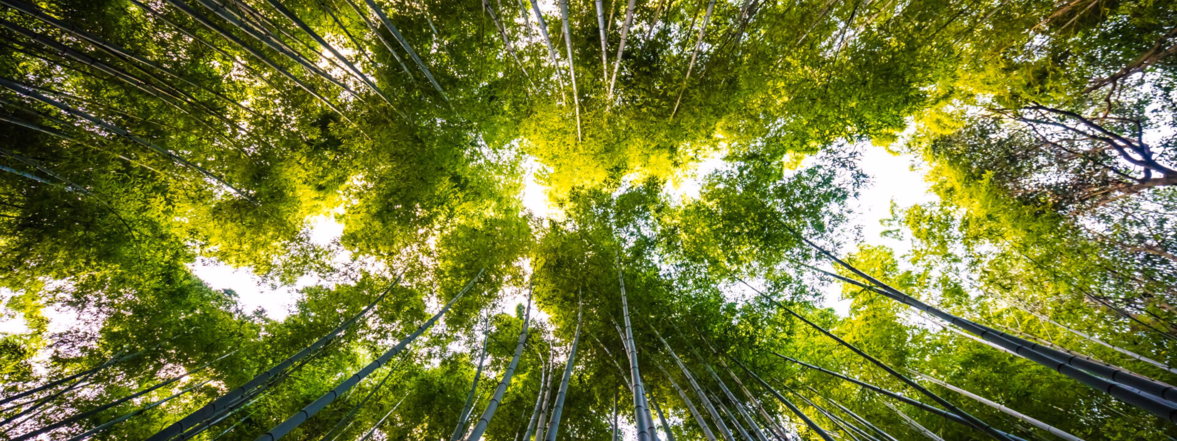 Beautiful landscape of bamboo grove in the forest at Arashiyama Kyoto Japan