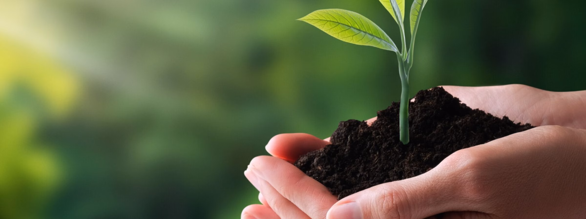 A young plant is held in one’s hands, symbolizing sustainable development and the responsible use of natural resources.