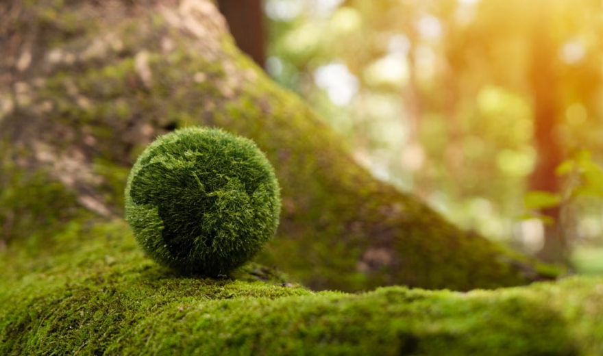 A moss-covered sphere lies on a forest floor, representing nature and sustainability.