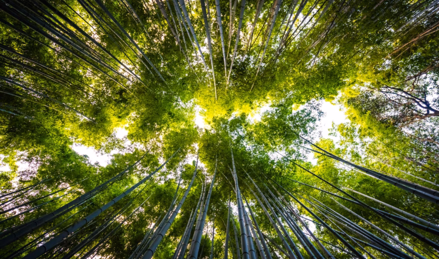 A dense bamboo forest with tall bamboo stalks and sunlight shining through the canopy.