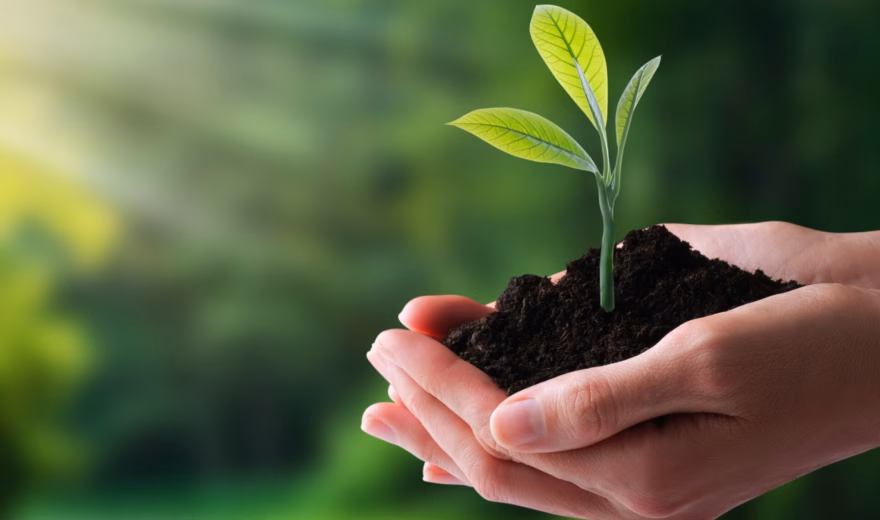 A young plant is held in one’s hands, symbolizing sustainable development and the responsible use of natural resources.