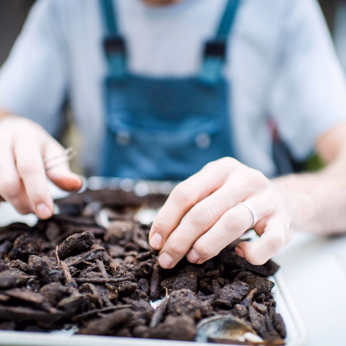 Workers are sorting dark organic materials by hand on a workbench during laboratory or quality control.