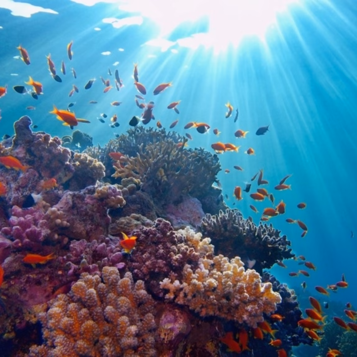Récif corallien peuplé de poissons colorés dans une eau de mer limpide, baigné par la lumière du soleil.