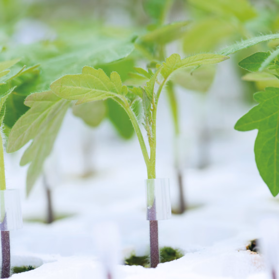 Young plants grow in a controlled growing environment on a white substrate.