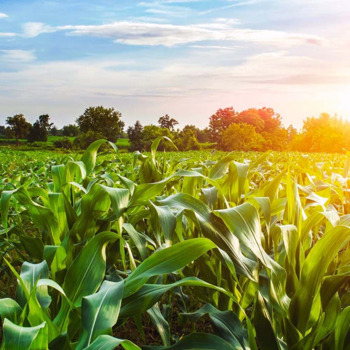 A green cornfield in the sun during the growing season on farmland.