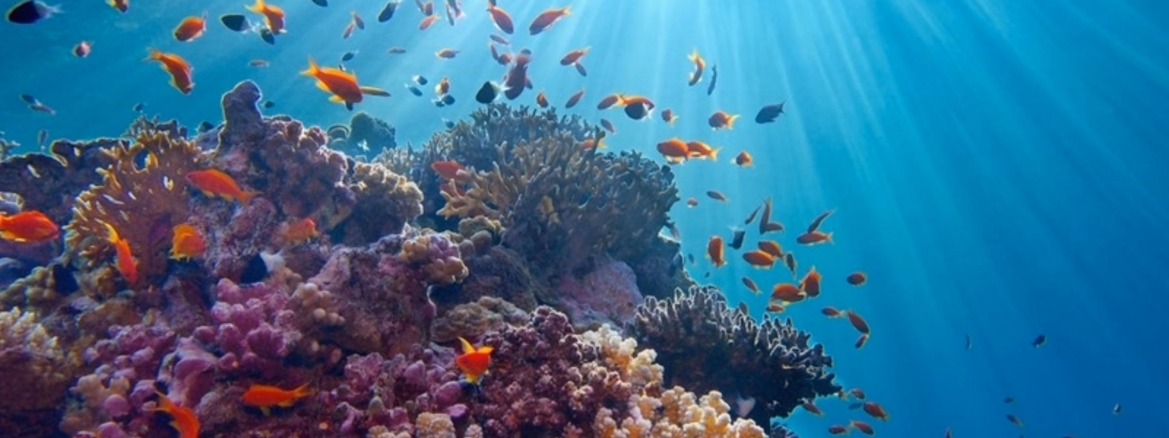 Récif corallien peuplé de poissons colorés dans une eau de mer limpide, baigné par la lumière du soleil.