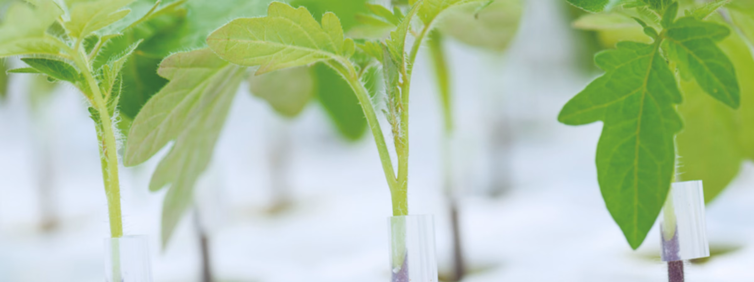 Young plants grow in a controlled growing environment on a white substrate.