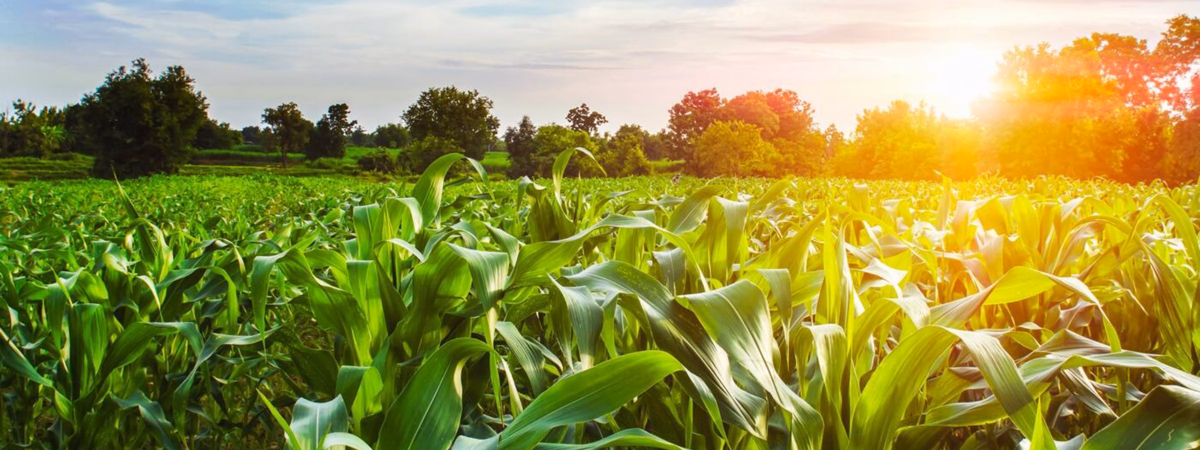 A green cornfield in the sun during the growing season on farmland.