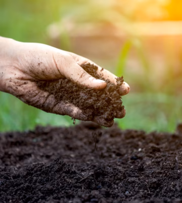 Une main montre un sol riche en compost comme exemple d'amendement organique du sol.