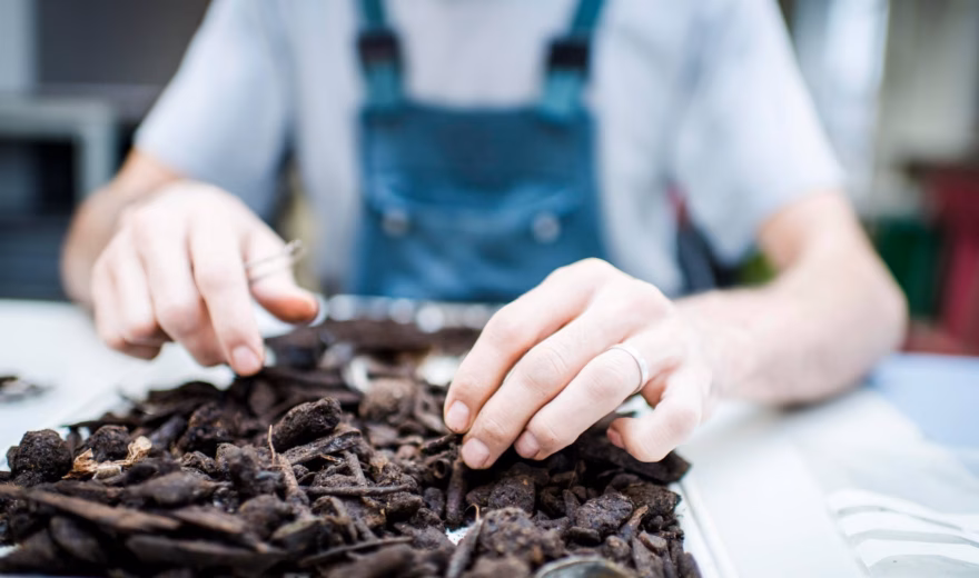 Workers are sorting dark organic materials by hand on a workbench during laboratory or quality control.