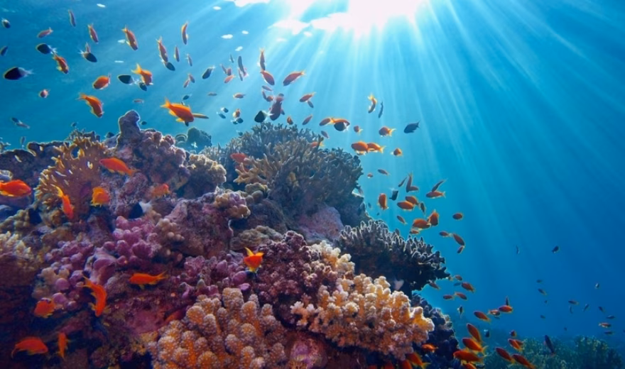 A coral reef with colorful fish in clear seawater bathed in sunlight.