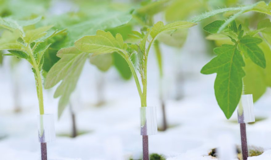 Young plants grow in a controlled growing environment on a white substrate.