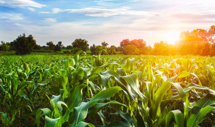 A green cornfield in the sun during the growing season on farmland.