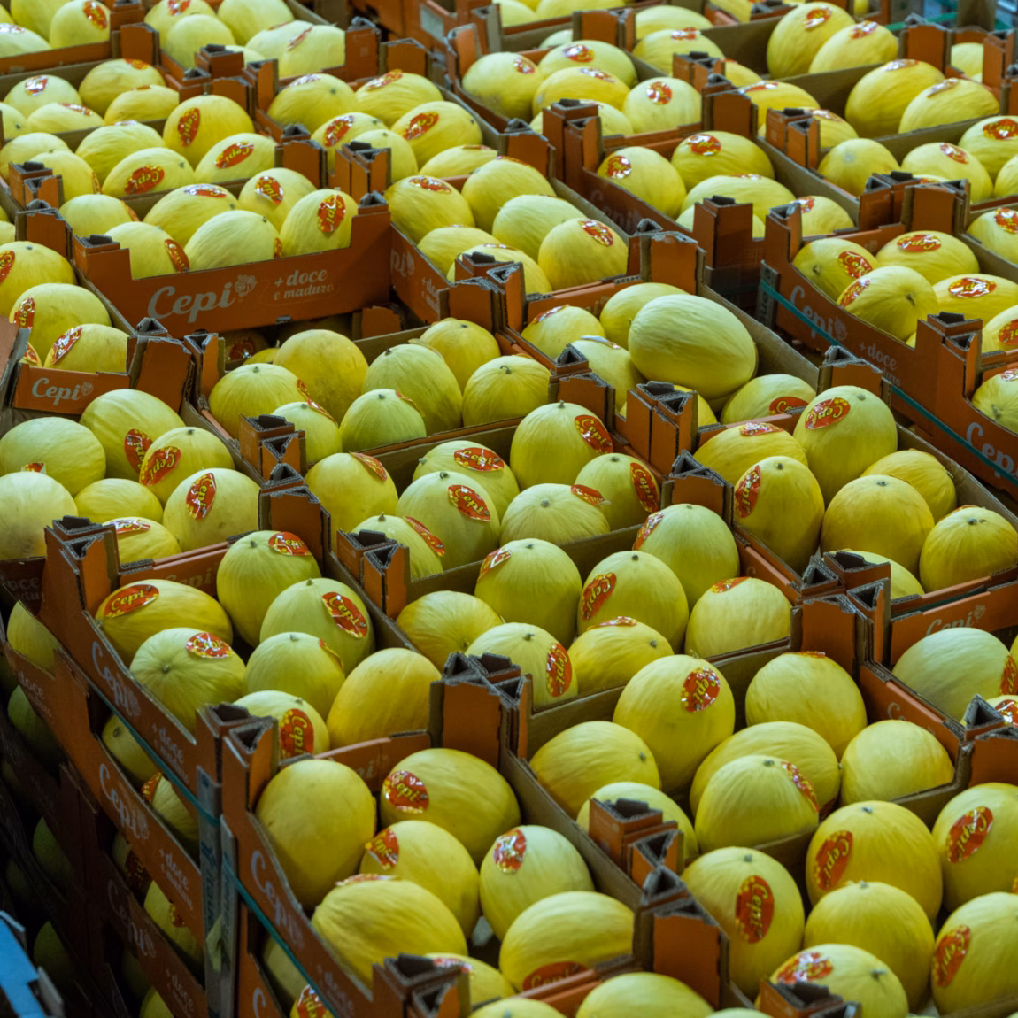 Kratten met gele appels opgeslagen in een distributiecentrum voor sortering en kwaliteitscontrole.