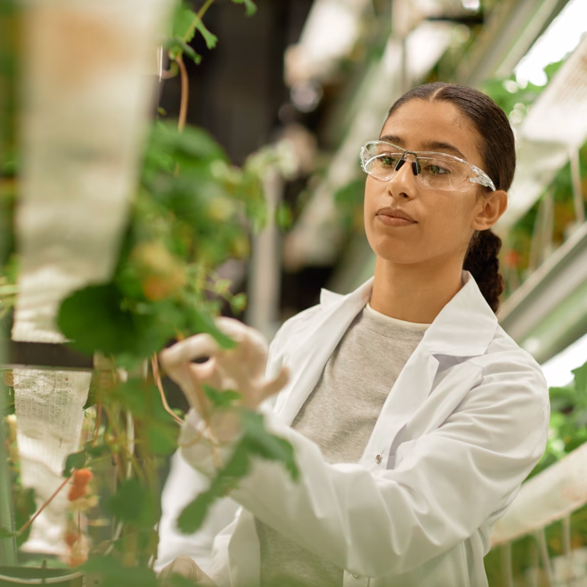 Inspectie en onderzoek van planten in een gecontroleerde teeltomgeving voor kwaliteits- en teeltbeheer.