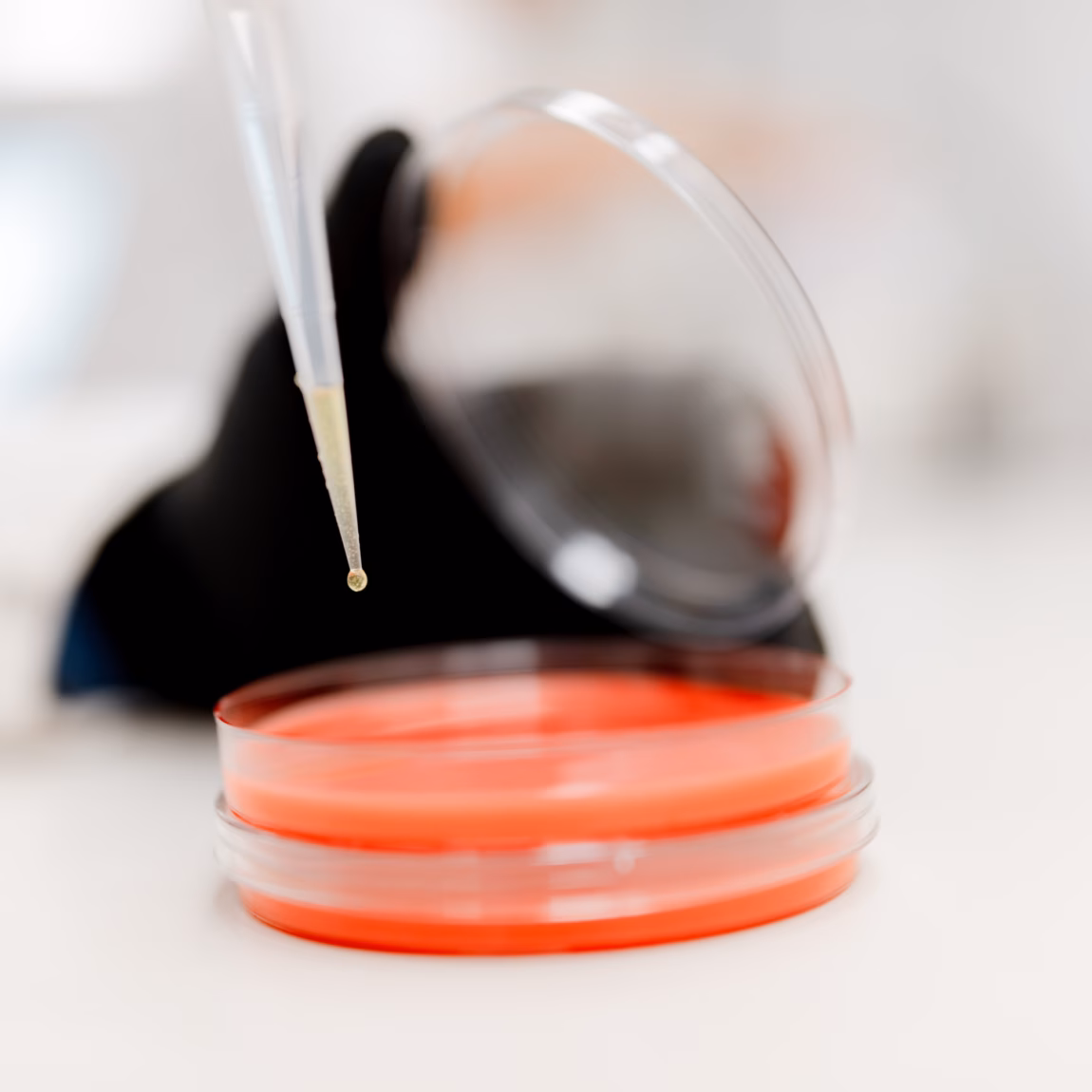 Een vloeistofmonster wordt met een pipet toegevoegd aan een petrischaal voor laboratoriumonderzoek.