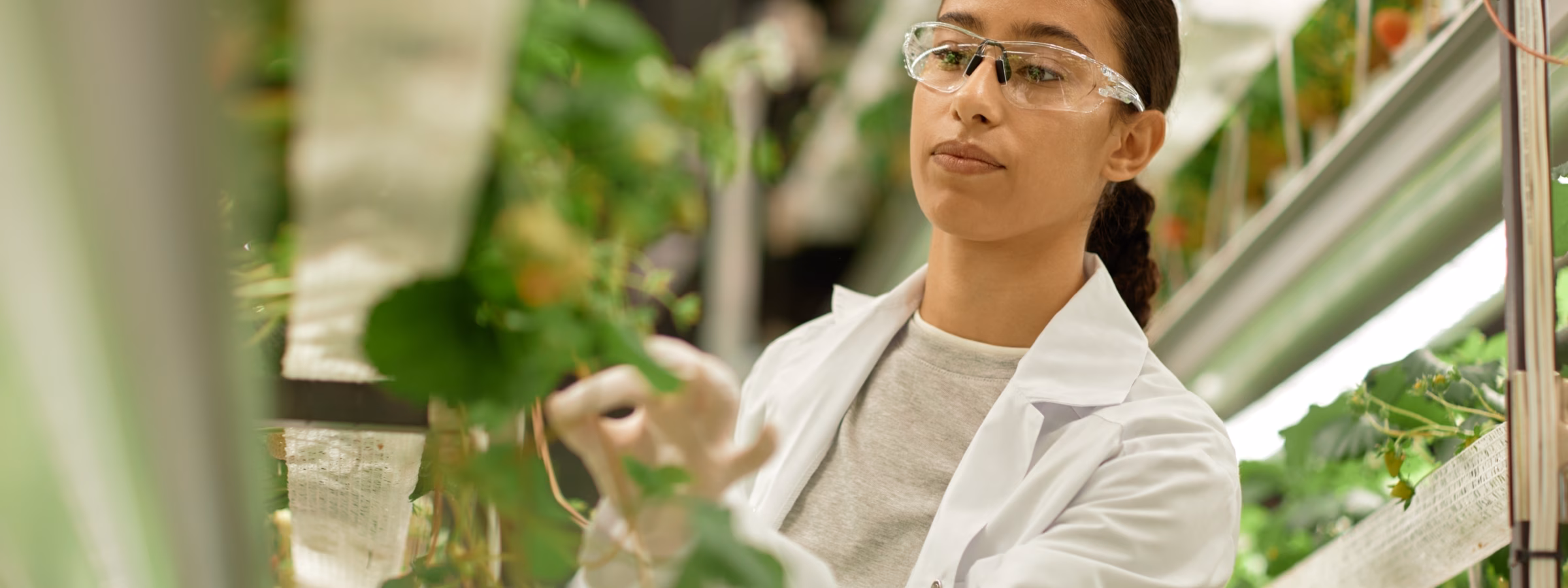 Inspectie en onderzoek van planten in een gecontroleerde teeltomgeving voor kwaliteits- en teeltbeheer.