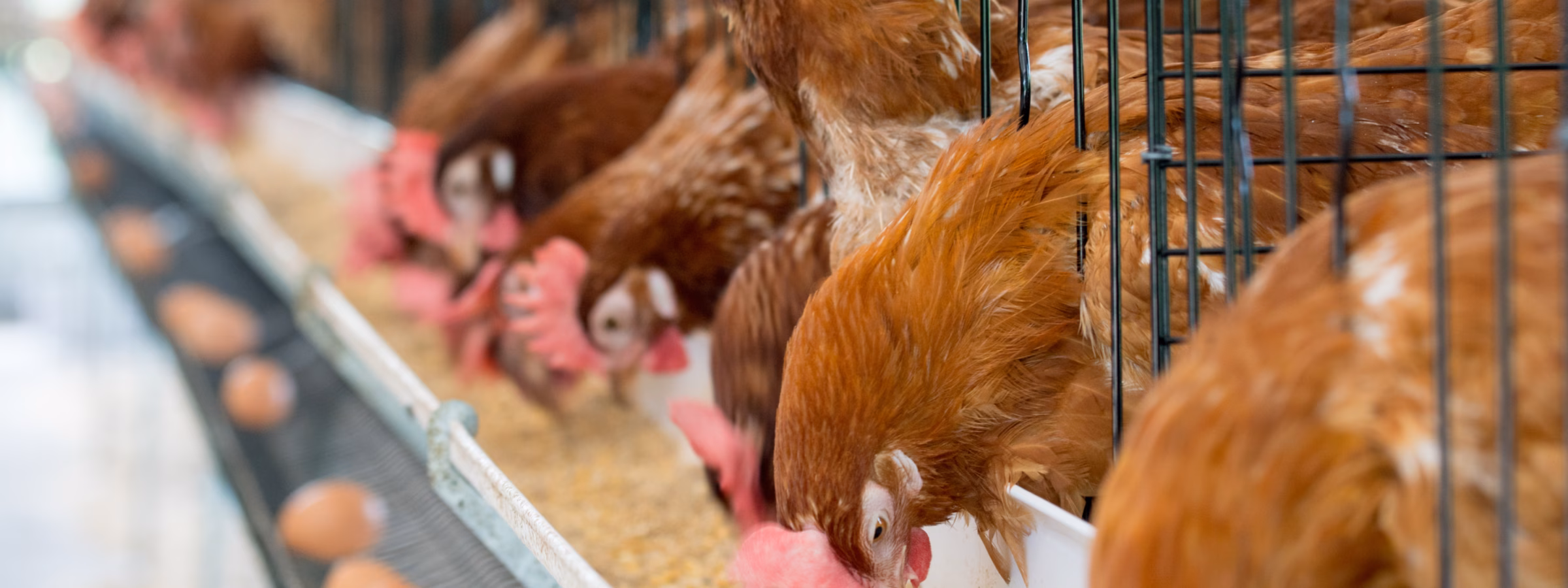 Les poules pondeuses sont élevées dans un poulailler où les œufs sont produits et collectés.