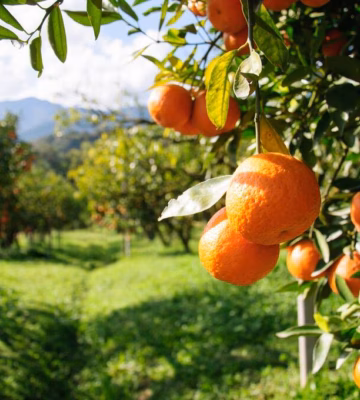 Rijpe sinaasappels hangen aan bomen in een citrusboomgaard voor fruitteelt.