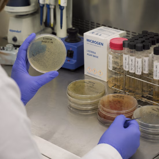 Laboratory testing for Listeria using culture plates and sample materials for quality control.