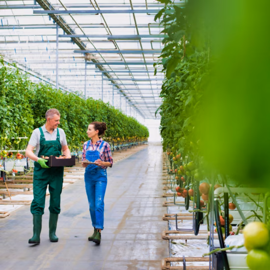 Controle van tomatenplanten in een kasomgeving voor teelt- en kwaliteitsbeheer.