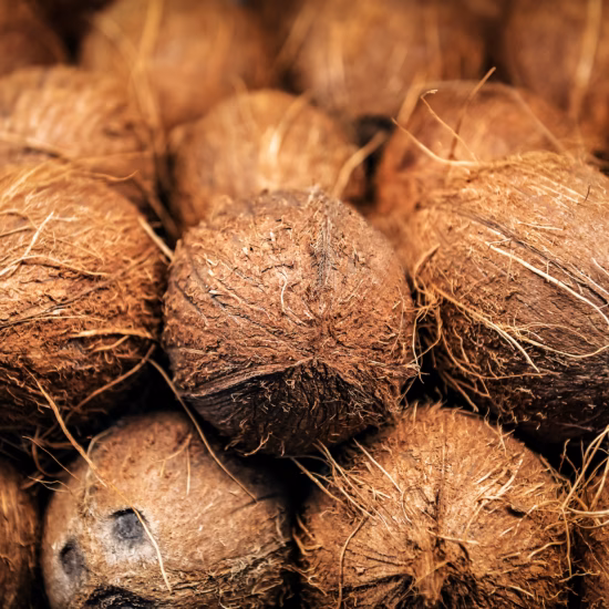 harvest stack of ripe coconut