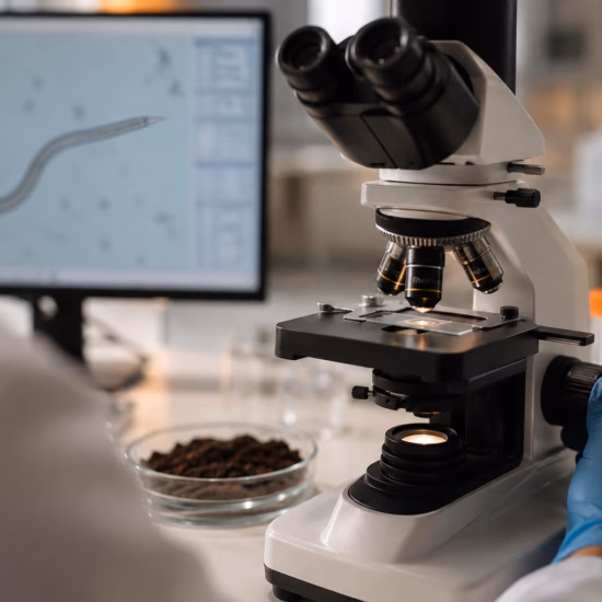 Laboratory analysis of nematodes using a microscope to examine samples.