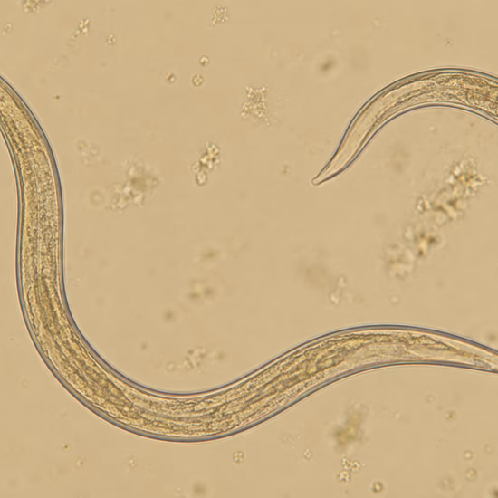 Microscopic image of a nematode for laboratory research and analysis.