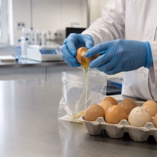 Un œuf est prélevé et préparé en vue d'analyses en laboratoire portant sur la qualité et la sécurité alimentaire.