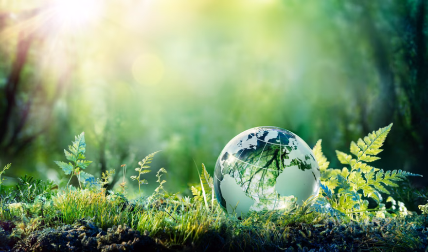 A glass globe nestled among moss and ferns in a lush natural setting, symbolizing sustainability and environmental protection.