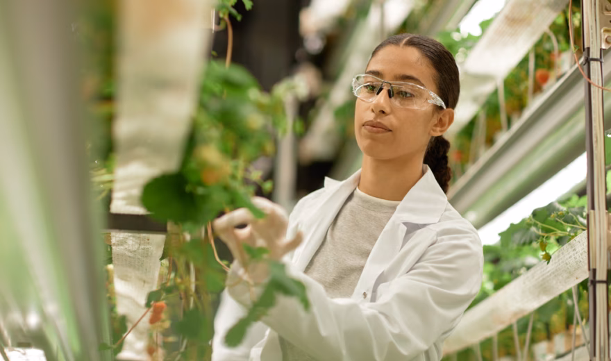 Inspectie en onderzoek van planten in een gecontroleerde teeltomgeving voor kwaliteits- en teeltbeheer.