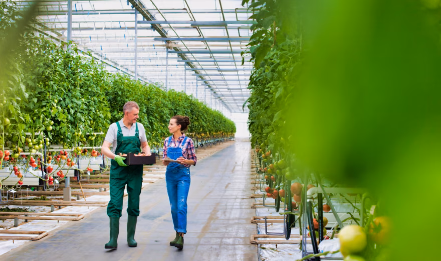 Inspecting tomato plants in a greenhouse environment for cultivation and quality control.