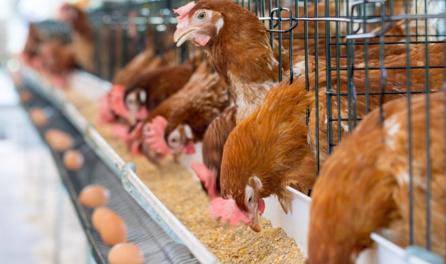 Laying hens are kept in a poultry house where eggs are produced and collected.