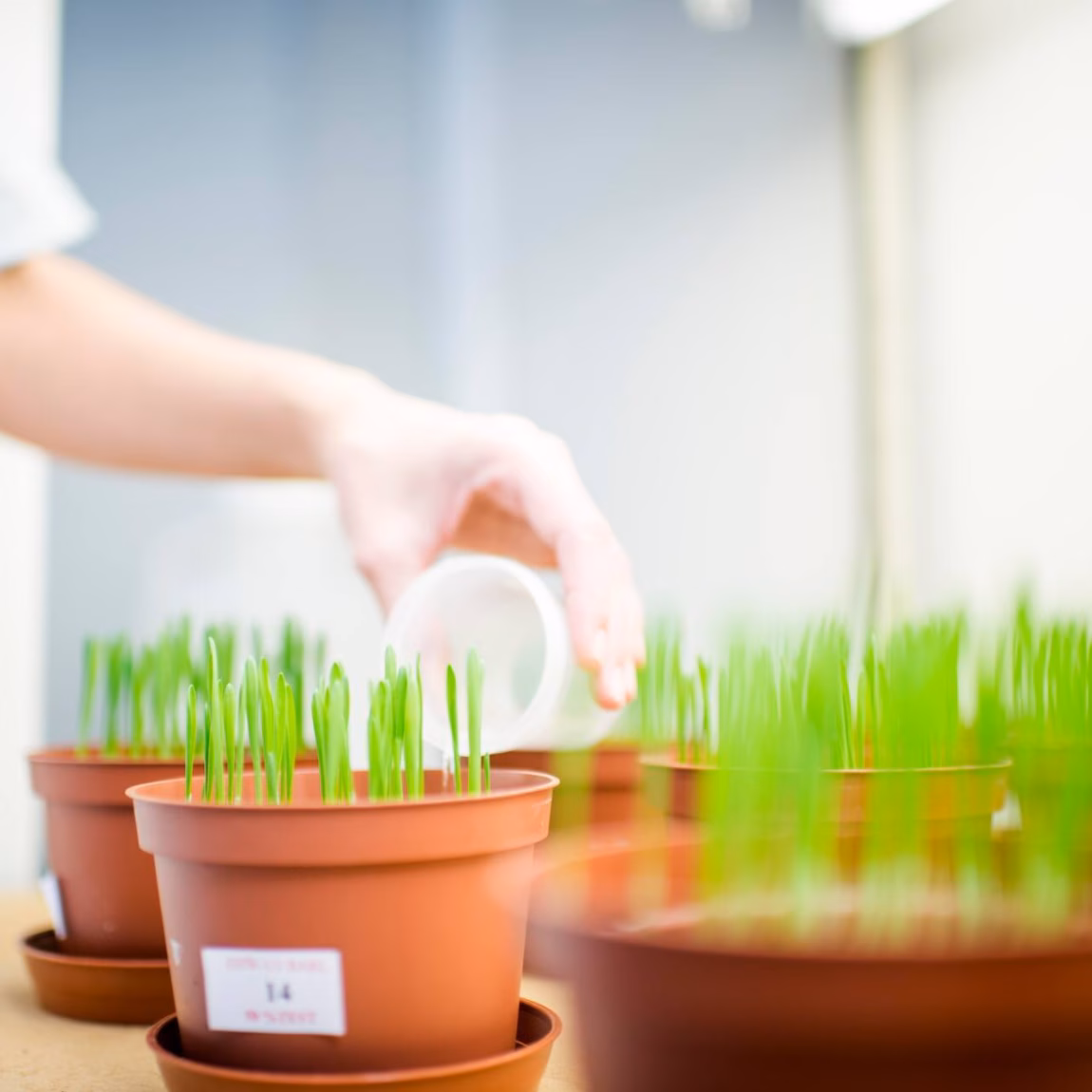Study of plant growth using multiple flower pots in which young green seedlings are growing.