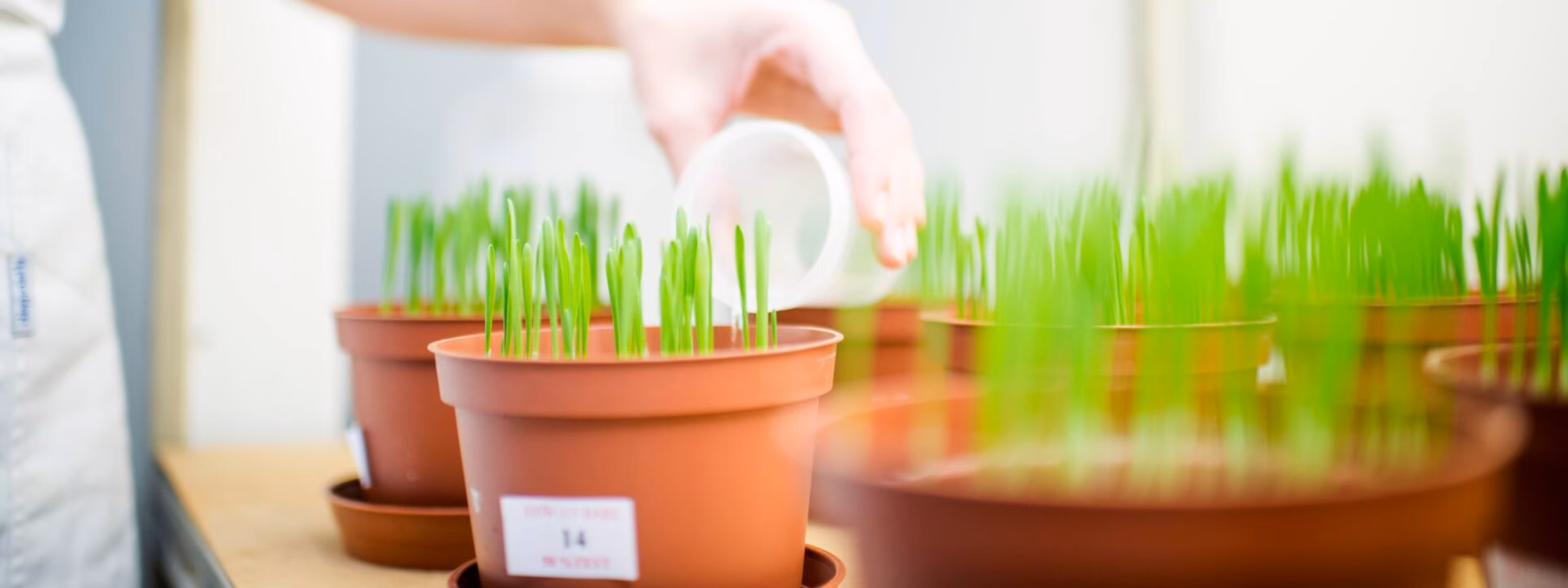 Study of plant growth using multiple flower pots in which young green seedlings are growing.