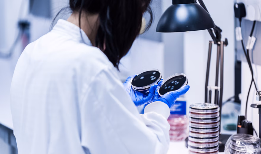 Dans un laboratoire, des échantillons sont analysés à l'aide de boîtes de Pétri pour une analyse microbiologique.