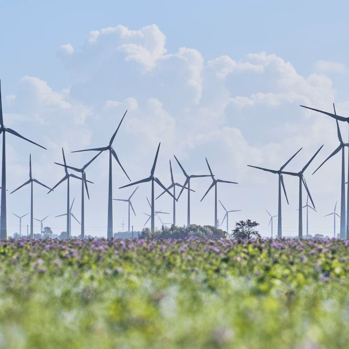 Wind turbines in a vast agricultural area, visible above a field of flowering crops.
