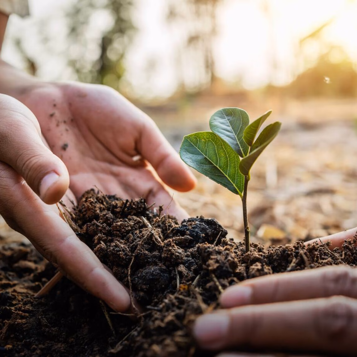 Hands plant a young green seedling in fertile soil as a symbol of sustainability and nature restoration.