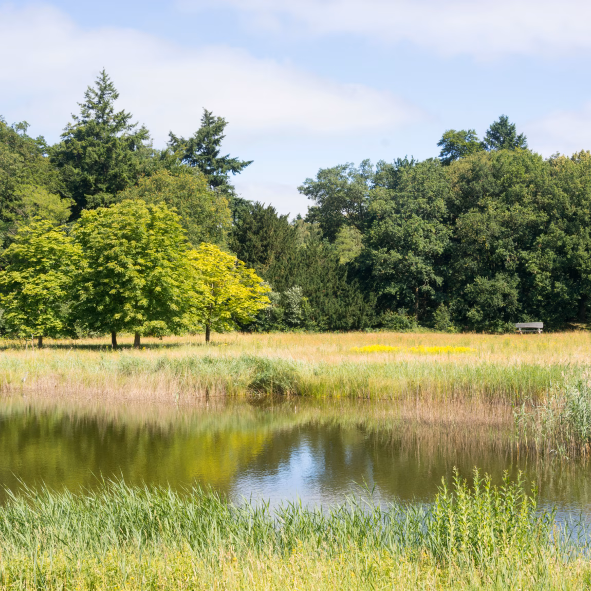 Natural pond with reed beds, grasslands, and trees along the water's edge.