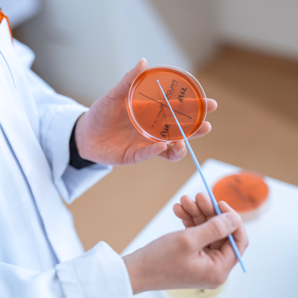 A laboratory technician holds a petri dish and a cotton swab during a microbiological examination.