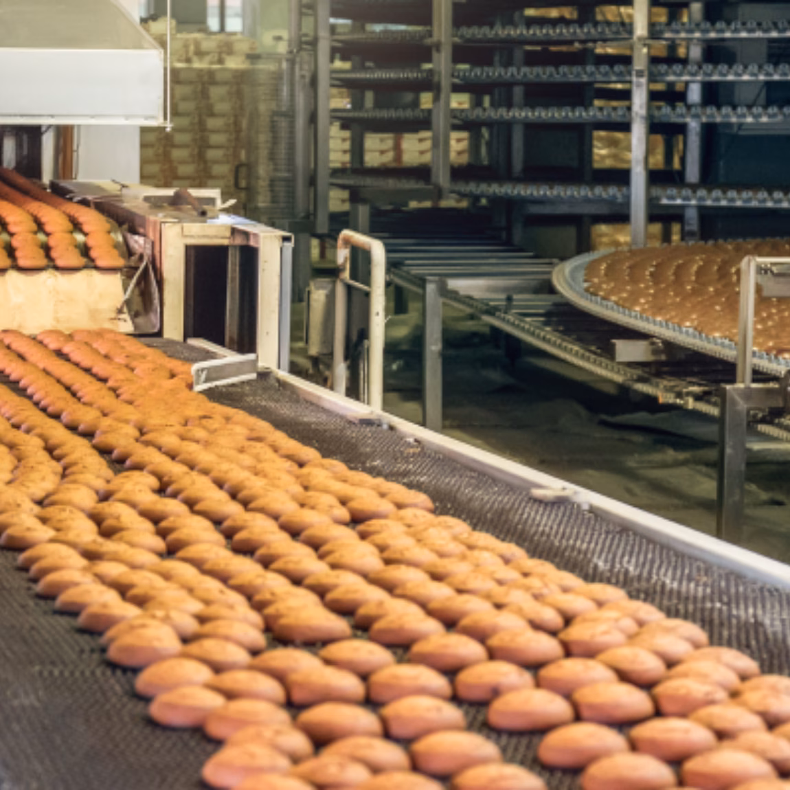 Reihen frisch gebackener Brötchen bewegen sich auf einem automatisierten Fördersystem in einer modernen Bäckereiproduktionsanlage und verdeutlichen dabei die industrielle Lebensmittelverarbeitung, Qualitätskontrolle, Massenproduktion, Lebensmittelsicherheitsstandards und effiziente Abläufe in der Bäckereiproduktion.