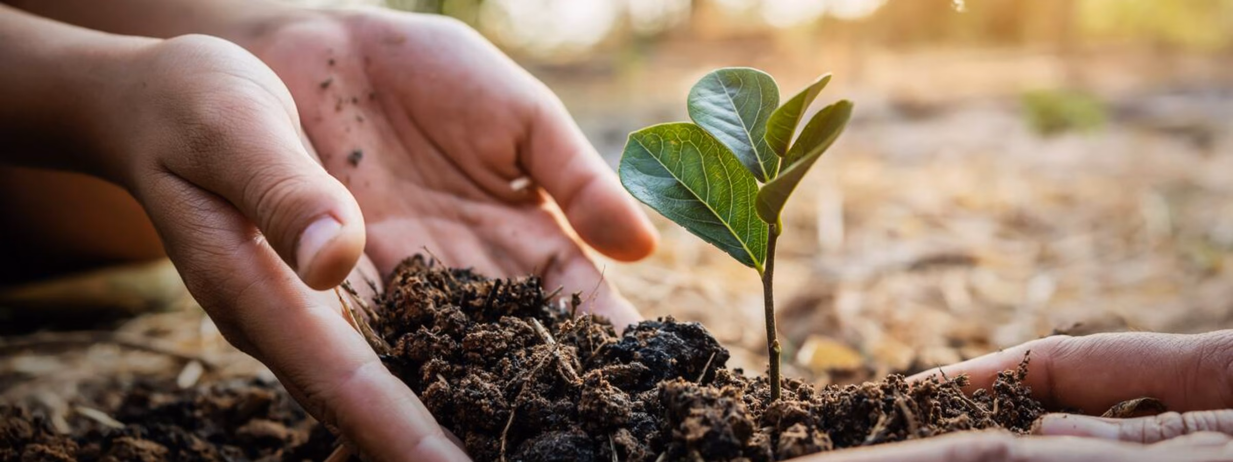 Hands plant a young green seedling in fertile soil as a symbol of sustainability and nature restoration.