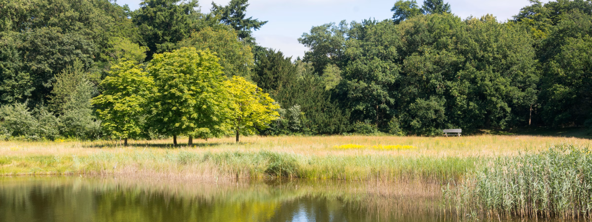 Natural pond with reed beds, grasslands, and trees along the water's edge.