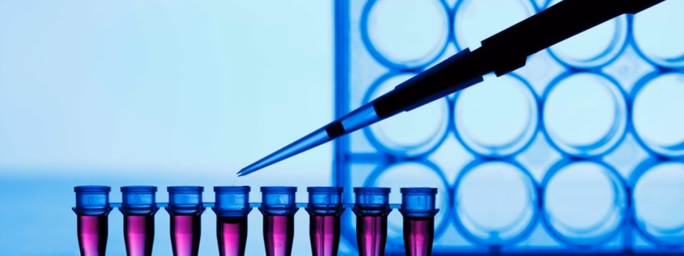 PCR strip test tubes and micropipette in genetics laboratory